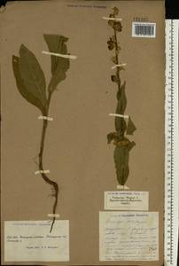 Verbascum thapsus L., Eastern Europe, South Ukrainian region (E12) (Ukraine)