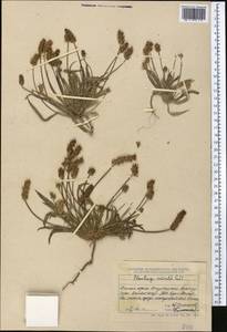 Plantago minuta Pall., Middle Asia, Dzungarian Alatau & Tarbagatai (M5) (Kazakhstan)