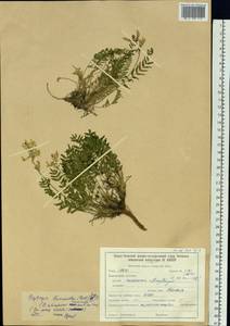 Oxytropis leucantha (Pall.)Bunge, Siberia, Baikal & Transbaikal region (S4) (Russia)