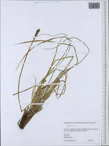 Cyperaceae, South Asia, South Asia (Asia outside ex-Soviet states and Mongolia) (ASIA) (China)