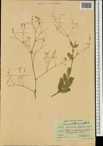 Gypsophila perfoliata L., Mongolia (MONG) (Mongolia)