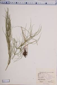 Equisetum arvense L., Siberia, Central Siberia (S3) (Russia)