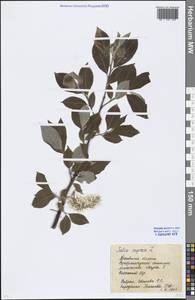 Salix caprea L., Eastern Europe, Moscow region (E4a) (Russia)