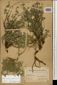 Teucrium polium L., Caucasus, Azerbaijan (K6) (Azerbaijan)