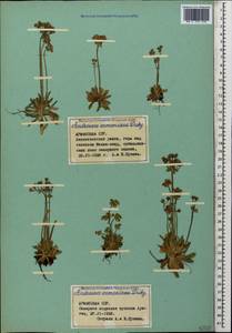 Androsace armeniaca Duby, Caucasus, Armenia (K5) (Armenia)