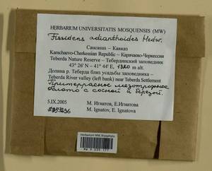 Fissidens adianthoides Hedw., Bryophytes, Bryophytes - North Caucasus & Ciscaucasia (B12) (Russia)