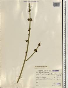 Periploca aphylla Decne., South Asia, South Asia (Asia outside ex-Soviet states and Mongolia) (ASIA) (Iran)
