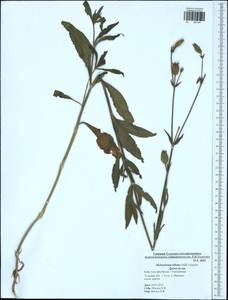 Silene latifolia subsp. alba (Miller) Greuter & Burdet, Eastern Europe, Central region (E4) (Russia)