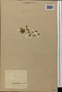Astragalus lineatus Lam., Caucasus, Turkish Caucasus (NE Turkey) (K7) (Turkey)