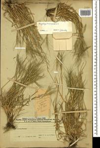 Aegilops triuncialis L., Caucasus, Azerbaijan (K6) (Azerbaijan)