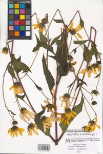 Helianthus tuberosus L., Eastern Europe, Moscow region (E4a) (Russia)