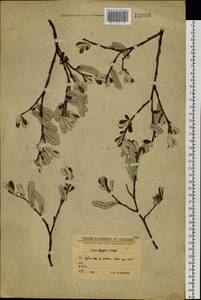 Salix krylovii E. L. Wolf, Siberia, Baikal & Transbaikal region (S4) (Russia)