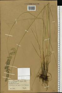 Calamagrostis epigejos (L.) Roth, Eastern Europe, Lower Volga region (E9) (Russia)