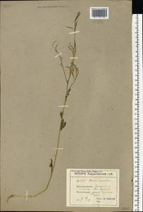 Sinapis arvensis L., Eastern Europe, South Ukrainian region (E12) (Ukraine)