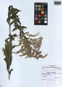 Solidago canadensis L., Siberia, Altai & Sayany Mountains (S2) (Russia)