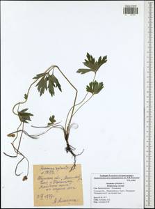 Anemone sylvestris, Eastern Europe, Central region (E4) (Russia)