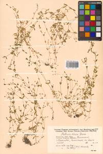 Stellaria alsine subsp. alsine, Siberia, Russian Far East (S6) (Russia)