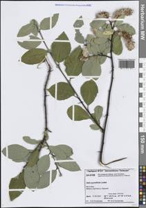 Salix pyrolifolia Ledeb., Siberia, Central Siberia (S3) (Russia)
