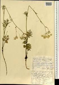 Pimpinella thellungiana H. Wolff, Mongolia (MONG) (Mongolia)