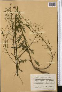 Verbascum roripifolium (Halácsy) I. K. Ferguson, Western Europe (EUR) (Bulgaria)