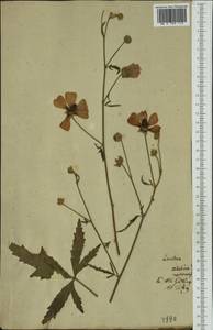 Althaea cannabina L., Botanic gardens and arboreta (GARD) (Germany)