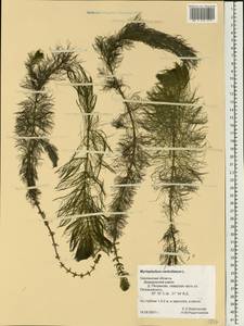 Myriophyllum verticillatum L., Eastern Europe, Western region (E3) (Russia)