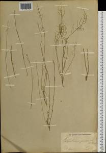 Sisymbrium polymorphum (Murray) Roth, Siberia, Altai & Sayany Mountains (S2) (Russia)