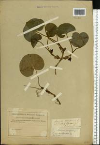 Asarum europaeum L., Eastern Europe, Western region (E3) (Russia)