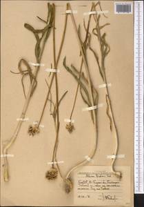 Allium drobovii Vved., Middle Asia, Western Tian Shan & Karatau (M3) (Uzbekistan)