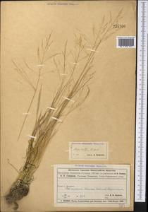 Puccinellia distans (Jacq.) Parl., Middle Asia, Muyunkumy, Balkhash & Betpak-Dala (M9) (Kazakhstan)