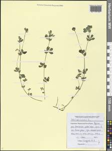 Lotus corniculatus L., Caucasus, Stavropol Krai, Karachay-Cherkessia & Kabardino-Balkaria (K1b) (Russia)