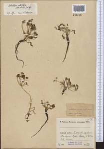 Schulzia albiflora (Kar. & Kir.) Popov, Middle Asia, Pamir & Pamiro-Alai (M2) (Kyrgyzstan)