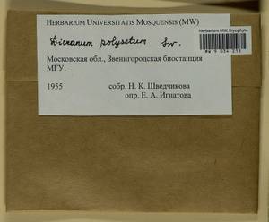 Dicranum polysetum Sw., Bryophytes, Bryophytes - Moscow City & Moscow Oblast (B6a) (Russia)