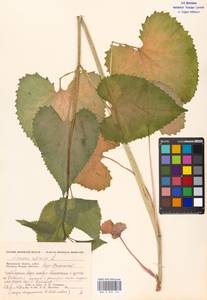 Lunaria rediviva L., Eastern Europe, Moscow region (E4a) (Russia)