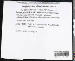 Plagiothecium obtusissimum Broth., Bryophytes, Bryophytes - Russian Far East (excl. Chukotka & Kamchatka) (B20) (Russia)