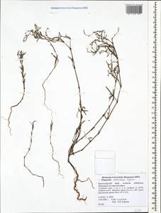 Polygonum aschersonianum H. Gross, Caucasus, Krasnodar Krai & Adygea (K1a) (Russia)