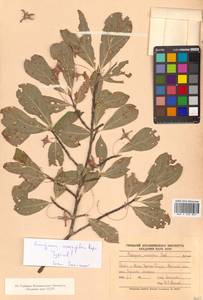 Euonymus sachalinensis (F.Schmidt) Maxim., Siberia, Russian Far East (S6) (Russia)