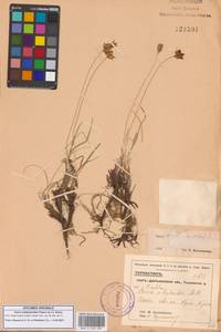 Carex subphysodes Popov ex V.I.Krecz., Middle Asia, Syr-Darian deserts & Kyzylkum (M7) (Uzbekistan)