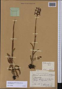 Anacamptis morio subsp. caucasica (K.Koch) H.Kretzschmar, Eccarius & H.Dietr., Caucasus, Stavropol Krai, Karachay-Cherkessia & Kabardino-Balkaria (K1b) (Russia)