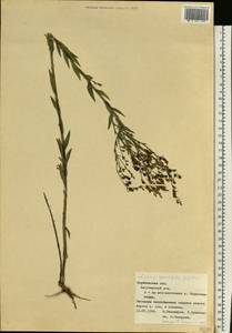 Linaria genistifolia (L.) Mill., Eastern Europe, Central forest-and-steppe region (E6) (Russia)