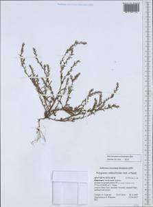 Polygonum rottboellioides Jaub. & Spach, Middle Asia, Western Tian Shan & Karatau (M3) (Kyrgyzstan)
