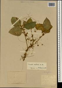 Cuscuta australis R. Br., South Asia, South Asia (Asia outside ex-Soviet states and Mongolia) (ASIA) (North Korea)