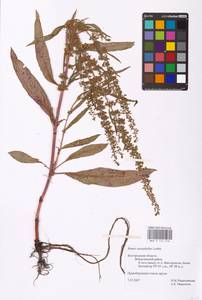 Rumex stenophyllus Ledeb., Eastern Europe, Central forest-and-steppe region (E6) (Russia)