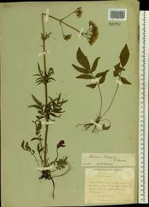 Valeriana rossica P. A. Smirn., Eastern Europe, Central forest-and-steppe region (E6) (Russia)