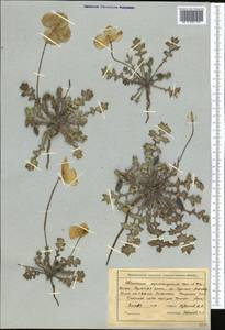Glaucium squamigerum Kar. & Kir., Middle Asia, Northern & Central Tian Shan (M4) (Kyrgyzstan)