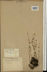 Artemisia alpina Pall. ex Willd., Caucasus (no precise locality) (K0)