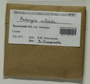 Hedwigia ciliata (Hedw.) Boucher, Bryophytes, Bryophytes - Chukotka & Kamchatka (B21) (Russia)