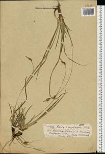 Carex ericetorum Pollich, Eastern Europe, Central forest region (E5) (Russia)