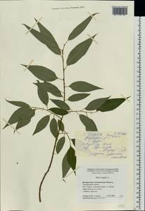 Salix fragilis L., Eastern Europe, Belarus (E3a) (Belarus)