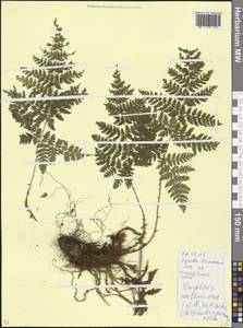 Dryopteris carthusiana (Vill.) H. P. Fuchs, Caucasus, Krasnodar Krai & Adygea (K1a) (Russia)